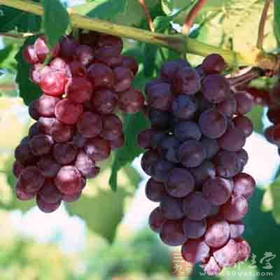 葡萄中含有丰富的葡萄糖及多种维生素