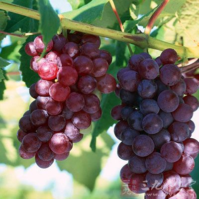 葡萄为养肝佳品，可使用葡萄干，但要记得漱口