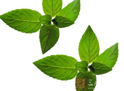 薄荷为唇形科草本植物，其叶及茎是一味发散风热的常用中药