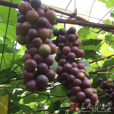 葡萄尤其是葡萄皮中含有的花青素和白藜芦醇都是天然抗氧化剂