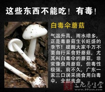 白毒伞像食用蘑菇，毒性极强