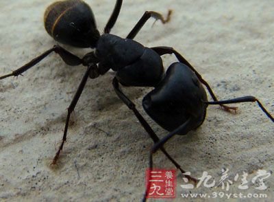 黑蚂蚁是一种高价值的营养昆虫