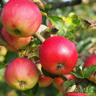 适量食用苹果对防治糖尿病有一定的作用
