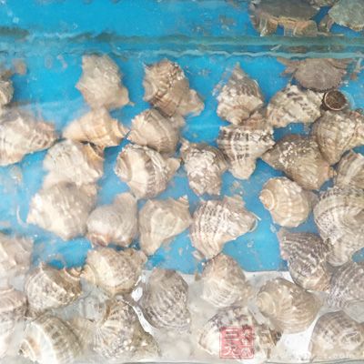 海螺属于海鲜的一种，污染严重