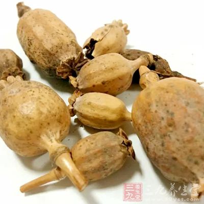 罂粟壳外形为枣核形，如鸽子蛋大小