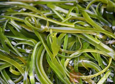 水发海带丝、绿豆芽各150克，香干3块，水发绿豆线粉50克