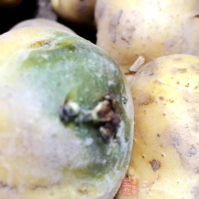 有毒的碱性物质大部分集中在土豆的表皮之中