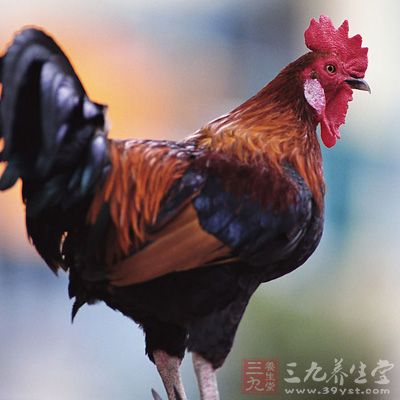 目前研究发现，人感染禽流感的传染源为携带病毒的禽类