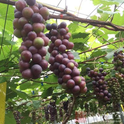 在葡萄上喷洒很多的农药来达到防治害虫的目的