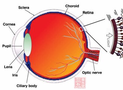 视网膜居于眼球壁内层，是一层透明的膜