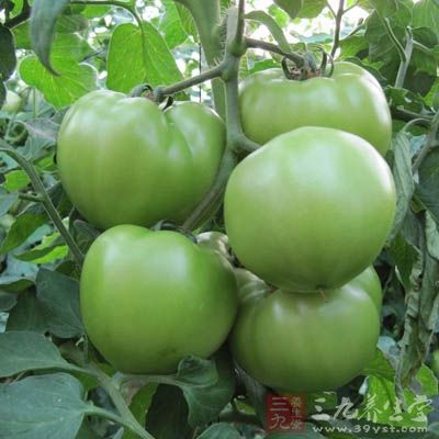 青西红柿含有毒物质龙葵素