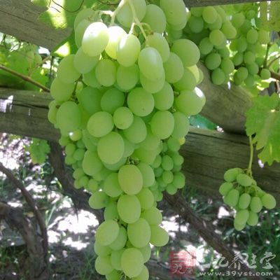 葡萄是天然的抗衰老药，因为葡萄中含有的原花青素
