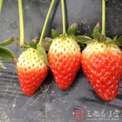 草莓富含维生素C，可防止伤风、牙龈出血、便秘、动脉硬化