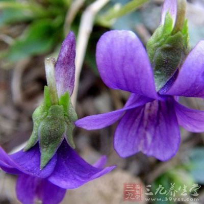 二紫通尿茶原料：紫花地丁