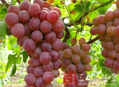 葡萄含有大量的果酸