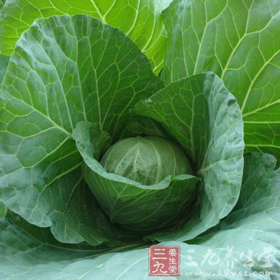 凡是经常吃甘蓝蔬菜的人，都能轻而易举地满足机体对纤维素的需求