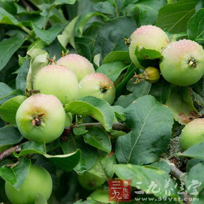 吃苹果有助于刺激抗体和白血球的产生