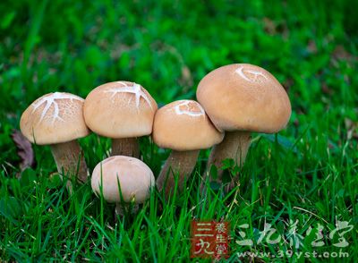 蘑菇能预防骨质疏松