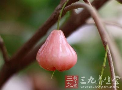 莲雾(学名：Syzygium samarangense)，又名洋蒲桃
