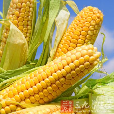 玉米是属于粗娘的一种