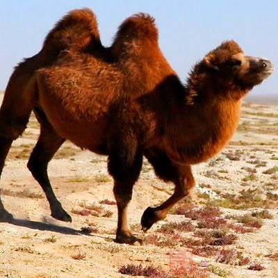 对于MERS-CoV来说，也有躺枪的，这次换成了中东地区常见的单峰骆驼