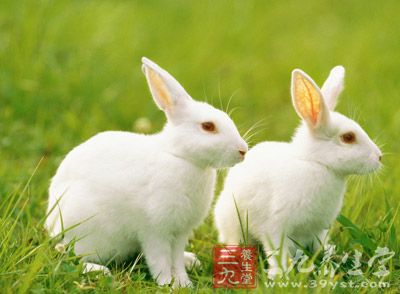 兔肉含量含蛋白质高达70%
