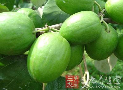 青枣是一种优良的热带、亚热带珍稀水果