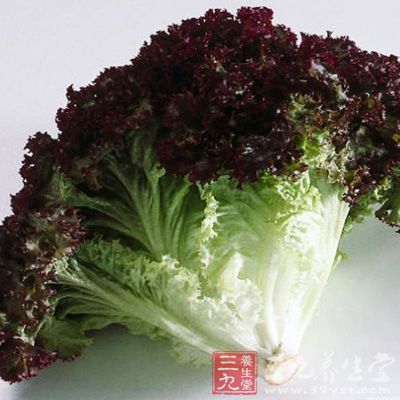 红叶生菜