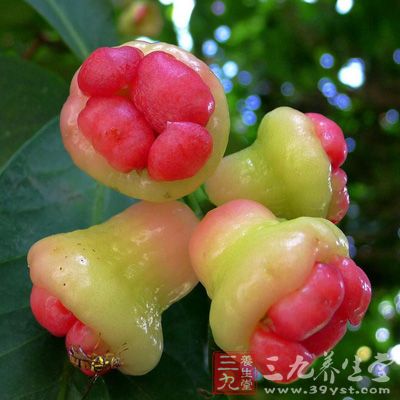 台湾莲雾的品质最佳，果实具有特殊的芳香，清脆可口