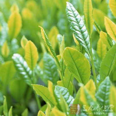 茶树油可以充当良好的灰指甲病治疗药物