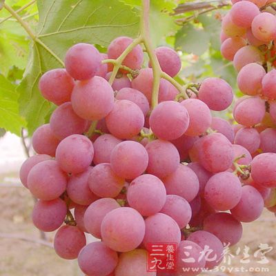 葡萄中含具有抗恶性贫血作用的维生素B12