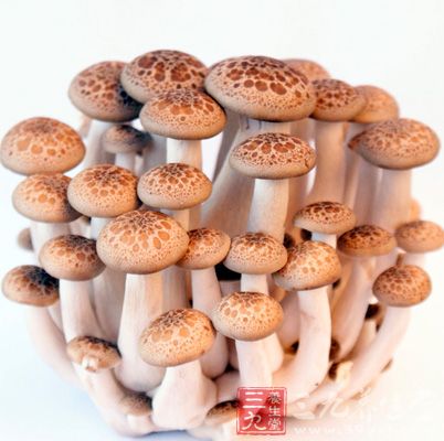 蘑菇所含的毒蛋白能够有效地阻止癌细胞的蛋白合成