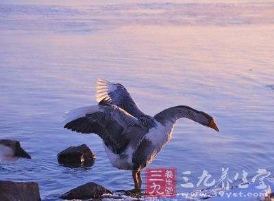 鹅，被认为是人类驯化的第一种家禽