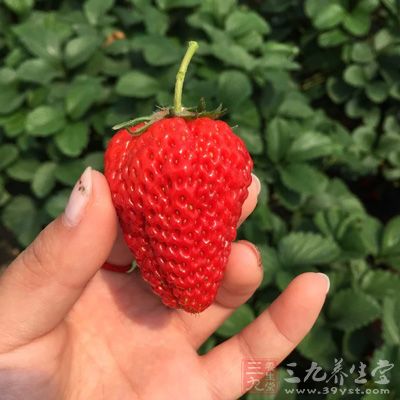 草莓含有丰厚的维生素C，有利于皮肤坚固嫩滑