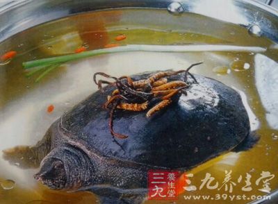虫草甲鱼火锅
