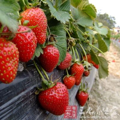 此外，草莓还含有丰富的维生素B1、B2、C、PP以及钙