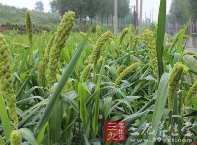 小米，中国古称稷或粟，亦称作粱，中国北方通称谷子，是一年生草本植物，属禾本科