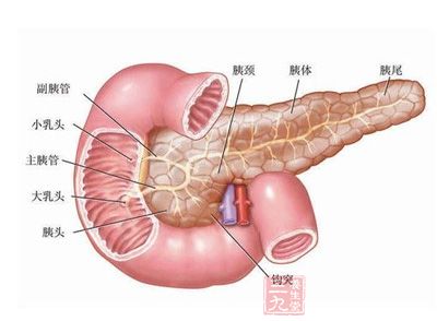 在人体的消化系统中胰腺也是一个很重要的器官