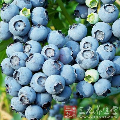 蓝莓果实中富含水果中常见的多种营养成分