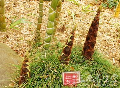 竹笋又叫做名笋、毛笋、竹芽、竹萌，它是禾本科植物毛竹等多种竹的幼苗