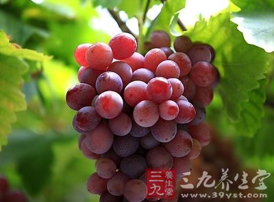 葡萄可以益气补血、生津止渴、健脾胃利尿
