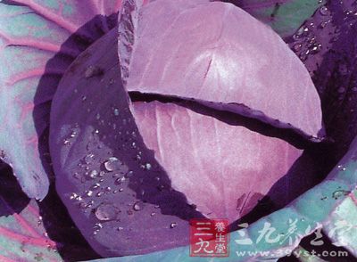 甘蓝菜是世界卫生组织曾推荐的最佳蔬菜之一