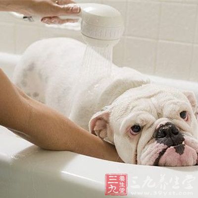 经常给宠物洗澡以减少宠物掉落毛发引发的过敏症状