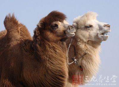 这种病毒在患病骆驼周围的空气中存在时间较短
