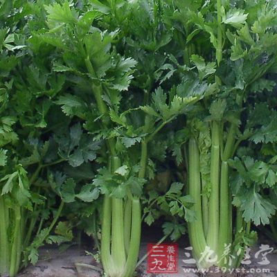 蒲芹芹菜为伞形科植物旱芹的全草，属伞形科二年生草本