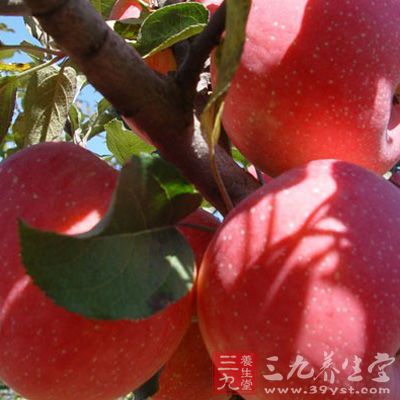 苹果中的有机酸和纤维素可促进肠蠕动