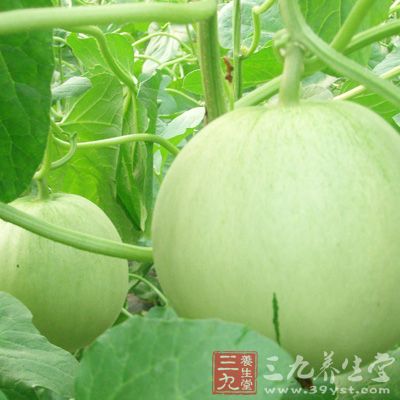 我国中医学自古以来就发现香瓜具有消暑热，解烦渴，利小便的功效