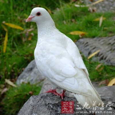 白鸽是扶助阳气强身的妙品，它具有补益肾气、强壮性机能的作用