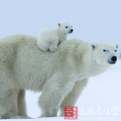棕熊胆主产于东北、华北地区，陕西、四川、云南、青海