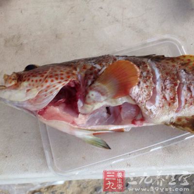 石斑鱼是众多鱼类的一种，但是石斑鱼的食用价值是非常高的